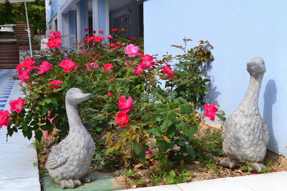 B And B Della Mimosa Десенцано дел Гарда Екстериор снимка